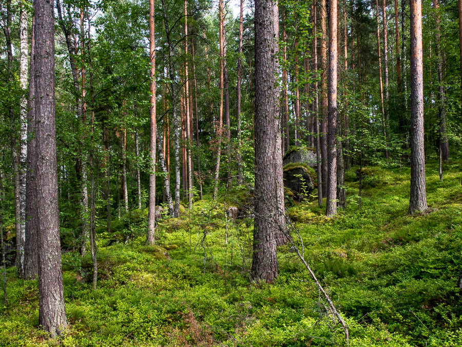 © pedro ivan ramos martin natura luz10.com finlandia